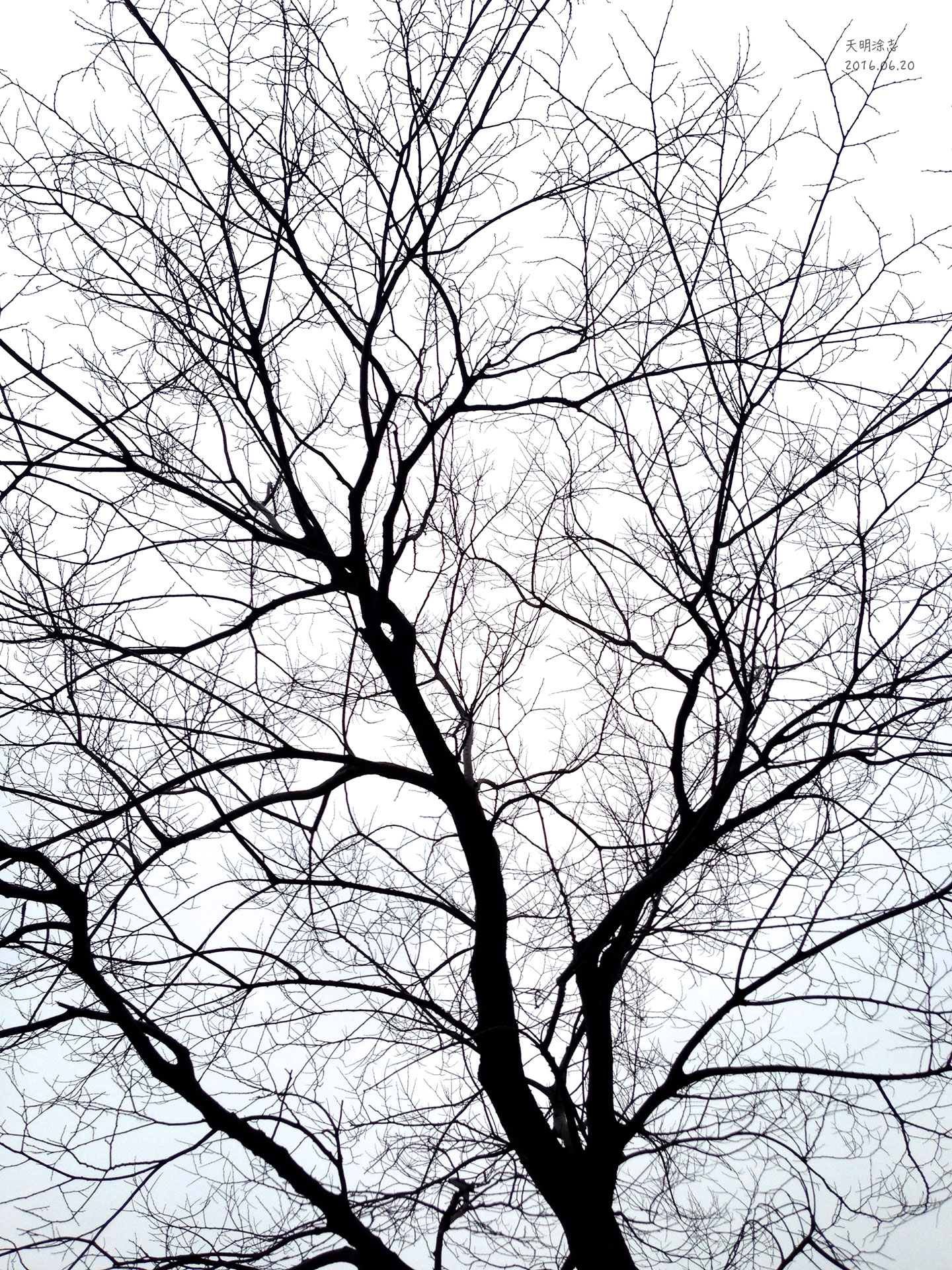 寒风与树枝